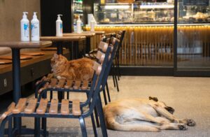 pet-friendly-combo-meals-in-mississauga
