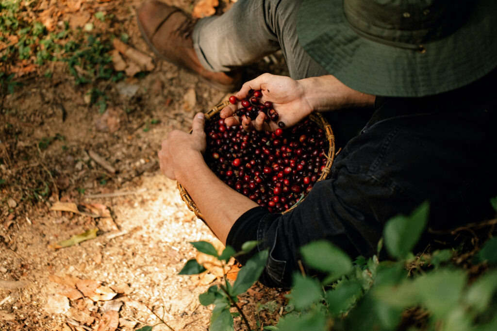 Organic single origin coffee farmer