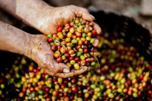 Ethically sourced organic coffee