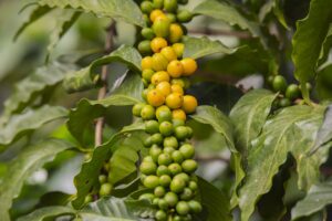 Coffee plant with ripe and unripe coffee cherries, showcasing the natural process of coffee growth.